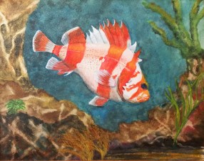 flag rockfish 2015-11-17 16.15.29