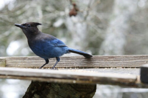 Steller's Jay at a feeder image